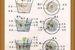 莲藕种子的种植方法（了解莲藕种子的特点和种植步骤，轻松培育美味莲藕）