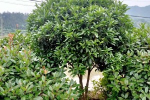 桂花树的生长过程及关键因素分析（探究桂花树成长的奥秘与规律）