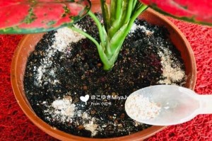 提升花卉生长的肥料添加方法（探索最有效的花卉肥料搭配方式）