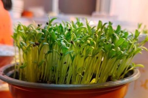 室内满天星种植方法详解（打造迷人的室内花园，让满天星盛开于家中）