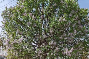 种植丁香树，打造美丽庭院（让芳香四溢，享受自然气息）
