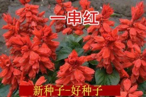 红花的种子收集与种植方法（让红花在你的花园中盛开）