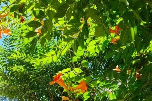 凌宵花春天修剪技巧大揭秘（美化花园的关键，轻松掌握凌宵花修剪技巧）