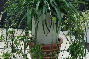 草吊兰的养护与繁殖（打造绿意盎然的室内环境）