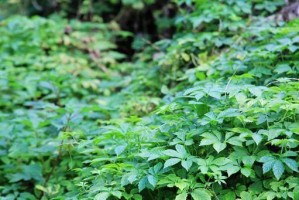 探秘绞股蓝（了解绞股蓝的植物类别和应用）