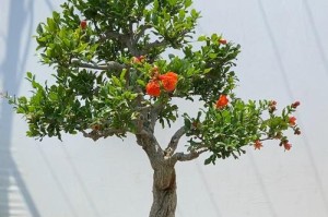 盆景石柳的养护技巧（打造迷人盆景，石柳如何养？）
