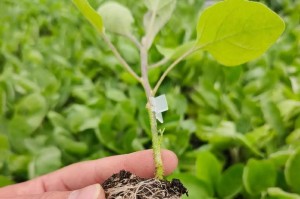 茄子的种植时间和方法（打造丰收的茄子园——茄子种植技巧与管理）