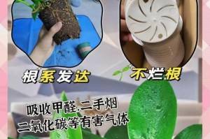 冬季如何养护绿钻植物？