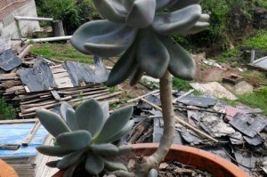 以冬长型多肉之美——探秘冬季养殖技巧（冬季多肉种植的关键要点和常见问题解答）