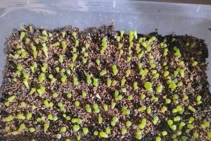 探索肉肉植物的繁殖之道（从种子到枝条，揭秘肉肉植物的生命力）