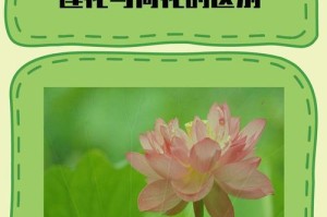 荷花生长的环境条件及特点（探究荷花成长的必要条件和独特特点）