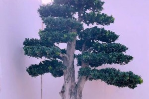 如何正确管理罗汉松盆景（打造健康美丽的罗汉松盆景艺术品）