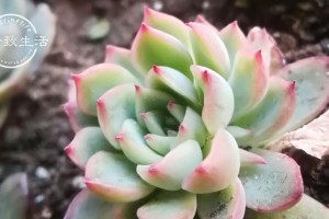 如何解决泥炭土不透水问题？（探索泥炭土浇水的技巧与窍门）