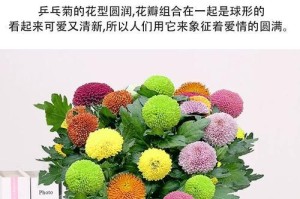 乒乓菊地栽全面指南（品种选择、栽培技巧、病虫害防治一网打尽）