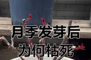 月季玫瑰枯萎了怎么办？（挽救你的月季玫瑰，让它重现生机！）