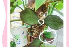 蝴蝶兰的移植移栽时间和方法（打造健康的蝴蝶兰）
