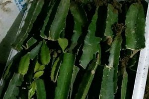 火龙果苗多了怎么办？（合理管理和利用火龙果苗的技巧）