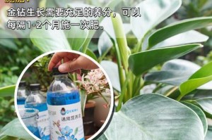 金钻的扦插繁殖之道（金钻繁殖的技巧和注意事项）