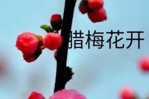 腊梅开花周期解析（解读腊梅开花周期，了解花期规律）