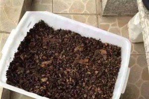 自制花肥料，让你的花草更茁壮（用家中常见物品打造天然有机肥料，让花草生机盎然）