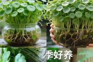 幸运草盆栽的养殖技巧（掌握幸运草盆栽的关键养护要点，打造幸运与绿意并存的家居环境）