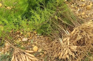 天冬种植指南（全面了解天冬的种植技巧与方法）