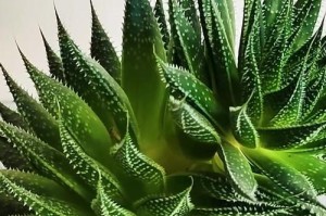 芦荟的修剪技巧——让它再次长出新枝（学会正确的剪枝方法，让你的芦荟更健康茂盛）
