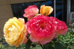 狼牙棒花的养殖指南（掌握关键技巧，让狼牙棒花生机盎然）