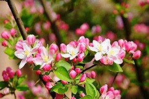 海棠花的生长条件和特性（了解海棠花的种植、护理及观赏技巧）