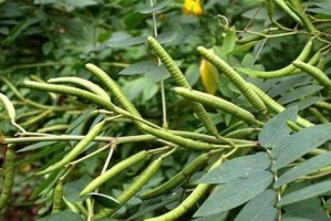 了解豆科植物（豆科植物的分类、特征与应用）