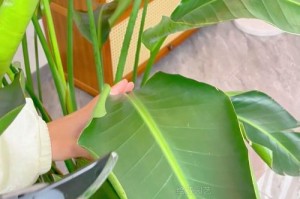 如何修剪过高的大鹤望兰（解决大鹤望兰生长过高问题的有效方法）