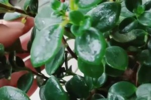 金鱼吊兰不开花的原因及解决方法（掌握关键养殖技巧，让金鱼吊兰绽放芬芳）