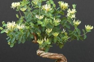 小绿植冻了怎么办？（保护你的小绿植免受冻害的有效措施）