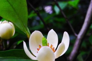 解决含笑花叶子发黄问题的方法
