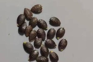 百香果种子收集与利用方法（探索百香果种子的保存与繁育之道）