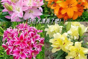 盆栽百合种子的种植方法（简单易行的百合种植技巧与注意事项）
