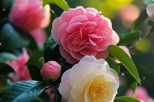 四季茶花冬天也能开花，真的吗？（揭秘四季茶花的开花奥秘）