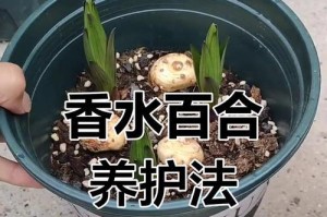 室内百合花的养护秘籍（打造清新室内环境，让百合花绽放盛世之美）