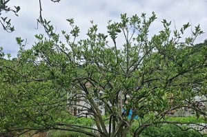 柚子盆栽的种植技巧（从选购到养护，助你成功种植柚子盆栽）