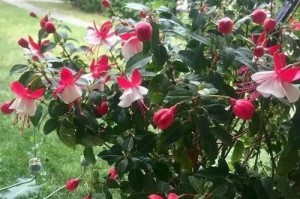 灯笼花种植（选择合适盆型，让灯笼花生长更健康）