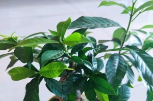 栀子花长叶不长花蕾的原因及解决方法（解开栀子花盛叶不花蕾之谜，让花朵绽放美丽）