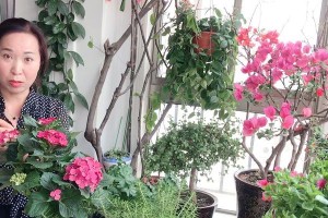养花叶子黄了怎么办（解决花叶子变黄的有效方法）