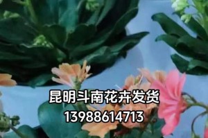 露薇花的养殖技巧与注意事项（轻松掌握露薇花的种植方法，打造花园中的绚丽风景）