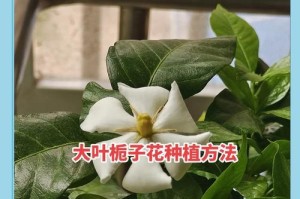 栀子花（探寻栀子花的魅力和文化底蕴）