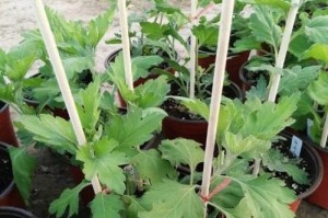菊花叶子发黄怎么养？（解决菊花叶子发黄的有效方法）