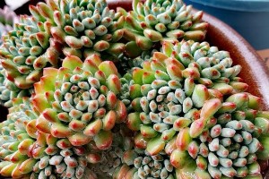 蓝苹果的养殖方法与注意事项（打造高产优质的蓝苹果果园）