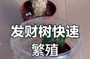 发财树扦插养护指南（揭秘发财树扦插的技巧和养护要点）