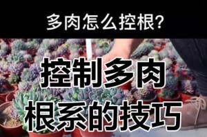 如何控制多肉植物的生长速度？（掌握关键技巧，让多肉植物健康成长）