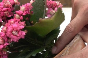 长寿花花骨朵蔫了怎么办（有效方法帮助长寿花恢复生机）