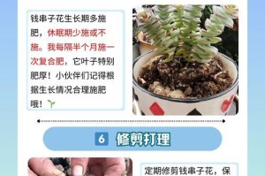 以钱串类型多肉的移盆技巧（打造精美盆景，提升多肉观赏价值）